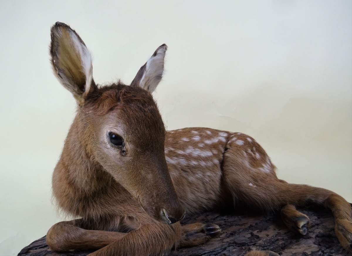 Young Deer